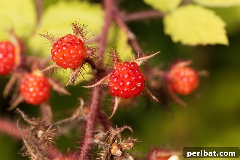 Homegrown Delights: Easy Berry Bushes for a Sweet Harvest 10 Red, fuzzy wineberries on a thorny cane, distinct from raspberries.