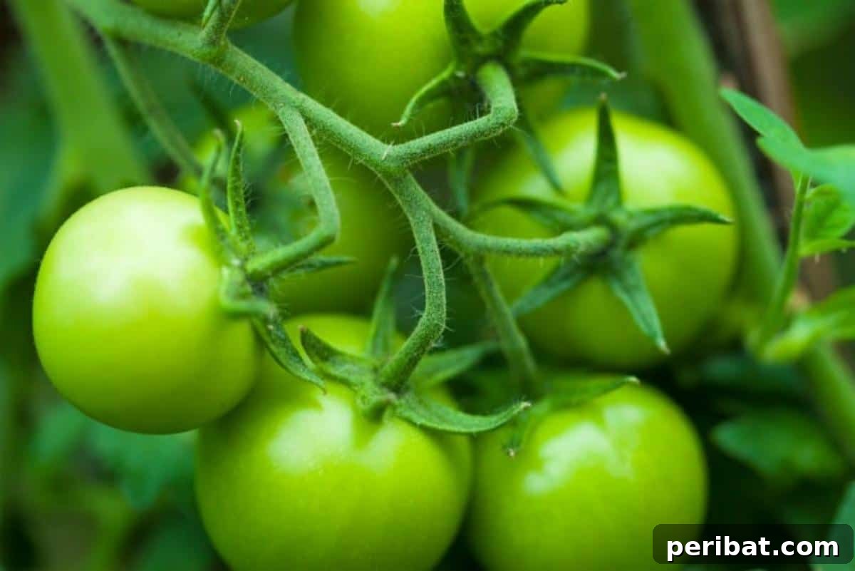 The 15 Biggest Tomato Gardening Errors Almost Everyone Commits 12 Green tomatoes.