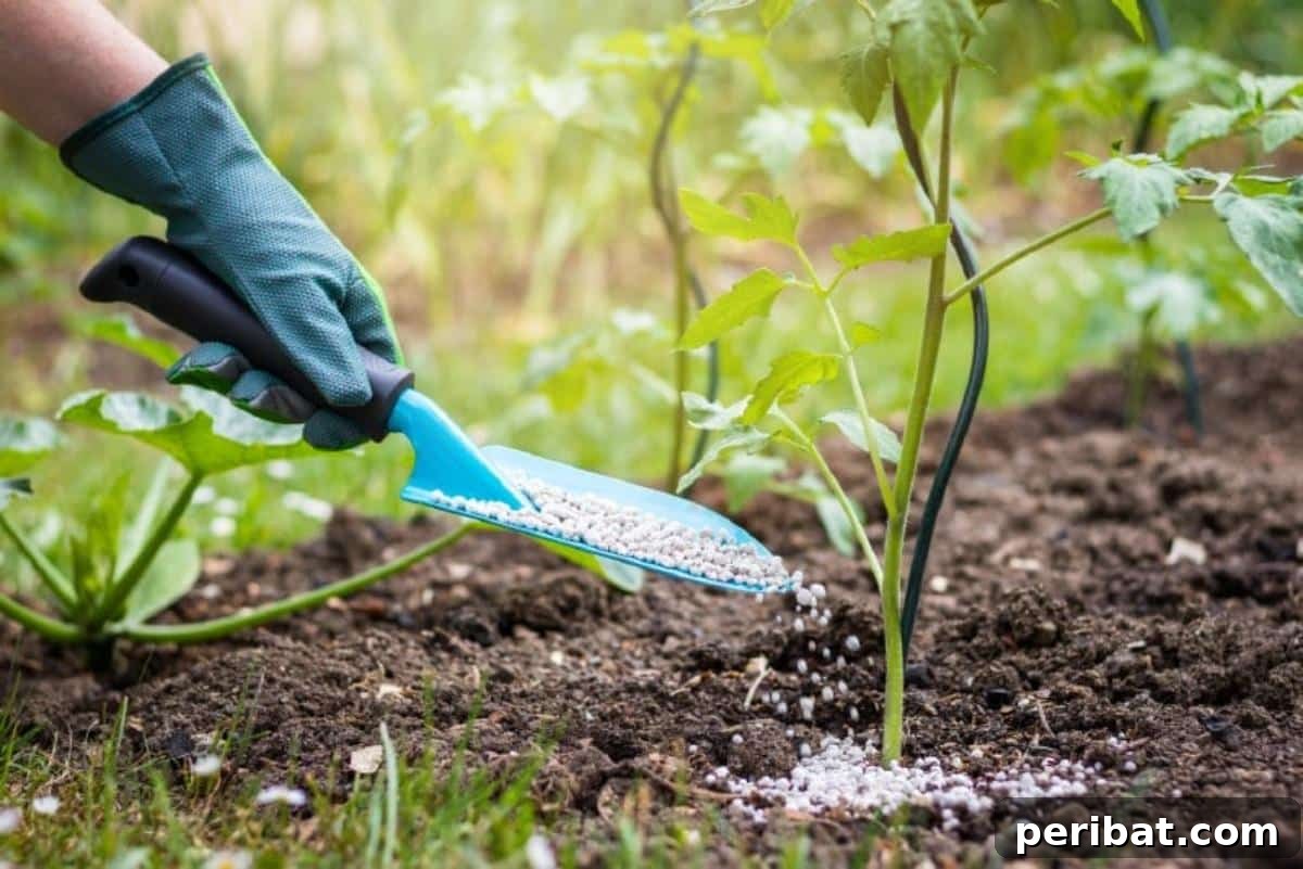 The 15 Biggest Tomato Gardening Errors Almost Everyone Commits 14 Fertilizing tomato plants.