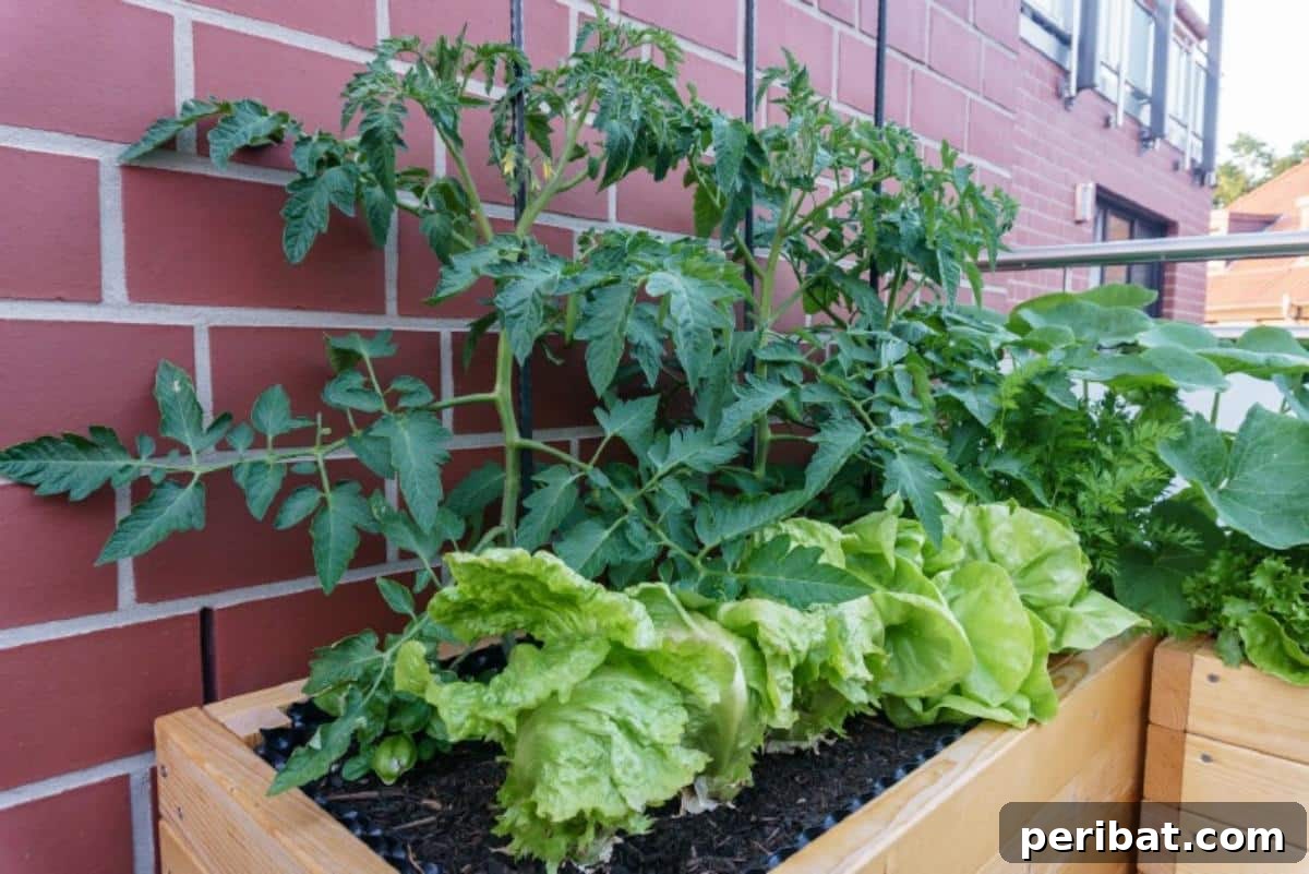 The 15 Biggest Tomato Gardening Errors Almost Everyone Commits 16 Tomato and lettuce companion planted in a container.