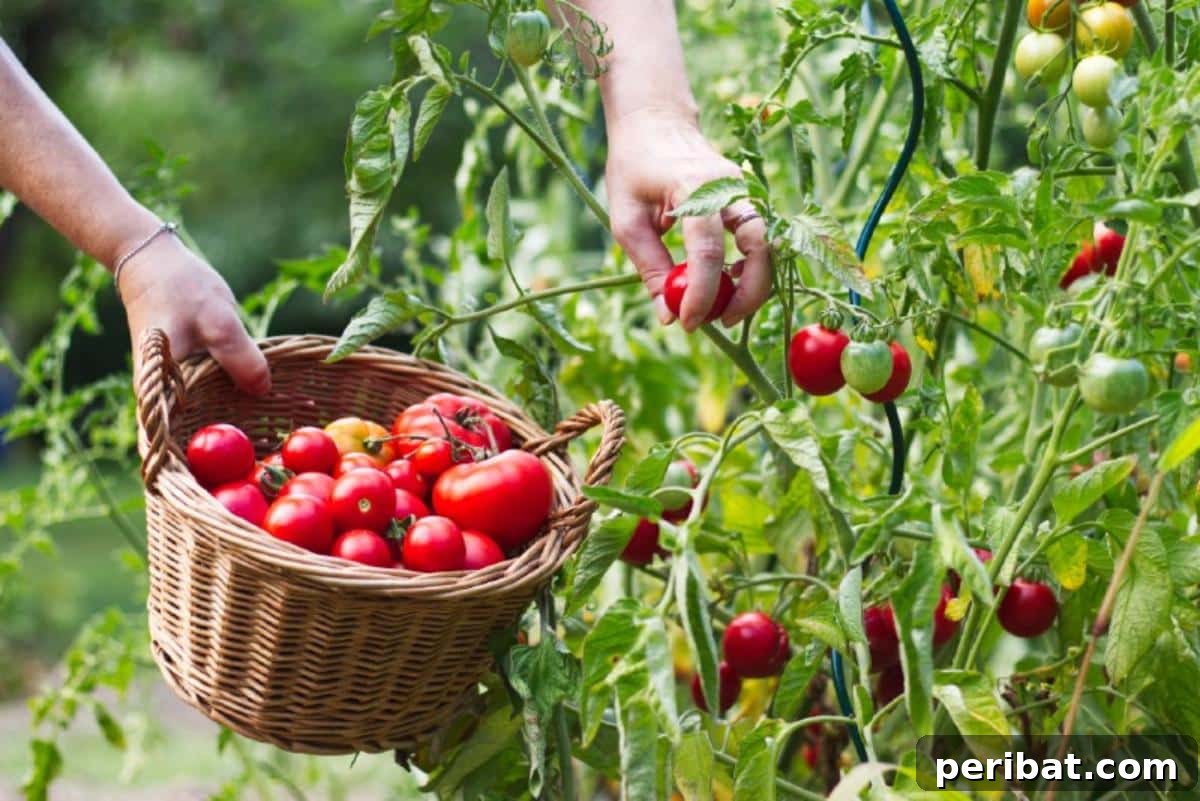 The 15 Biggest Tomato Gardening Errors Almost Everyone Commits 17 Harvesting lots of tomatoes.