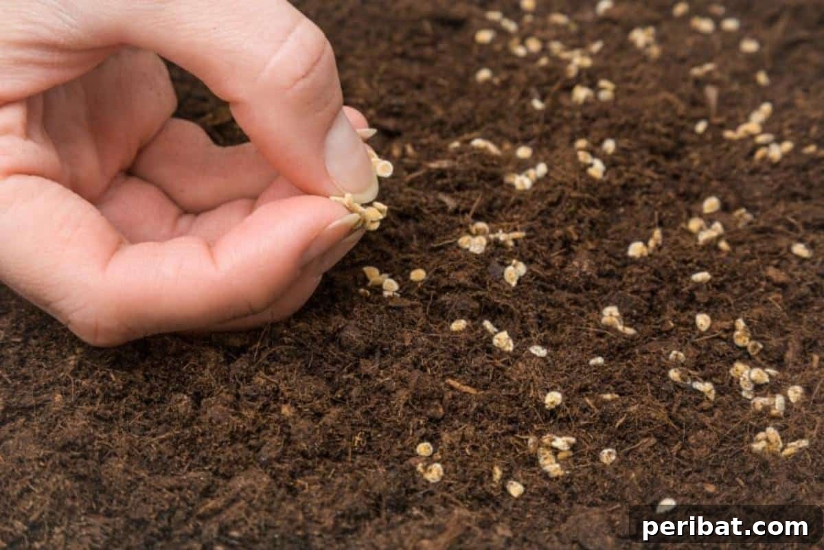 The 15 Biggest Tomato Gardening Errors Almost Everyone Commits 4 Planting tomato seeds.