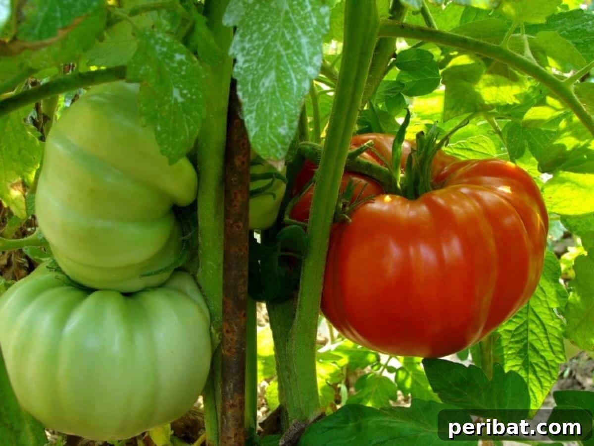 The 15 Biggest Tomato Gardening Errors Almost Everyone Commits 5 Hardened tomato plants.