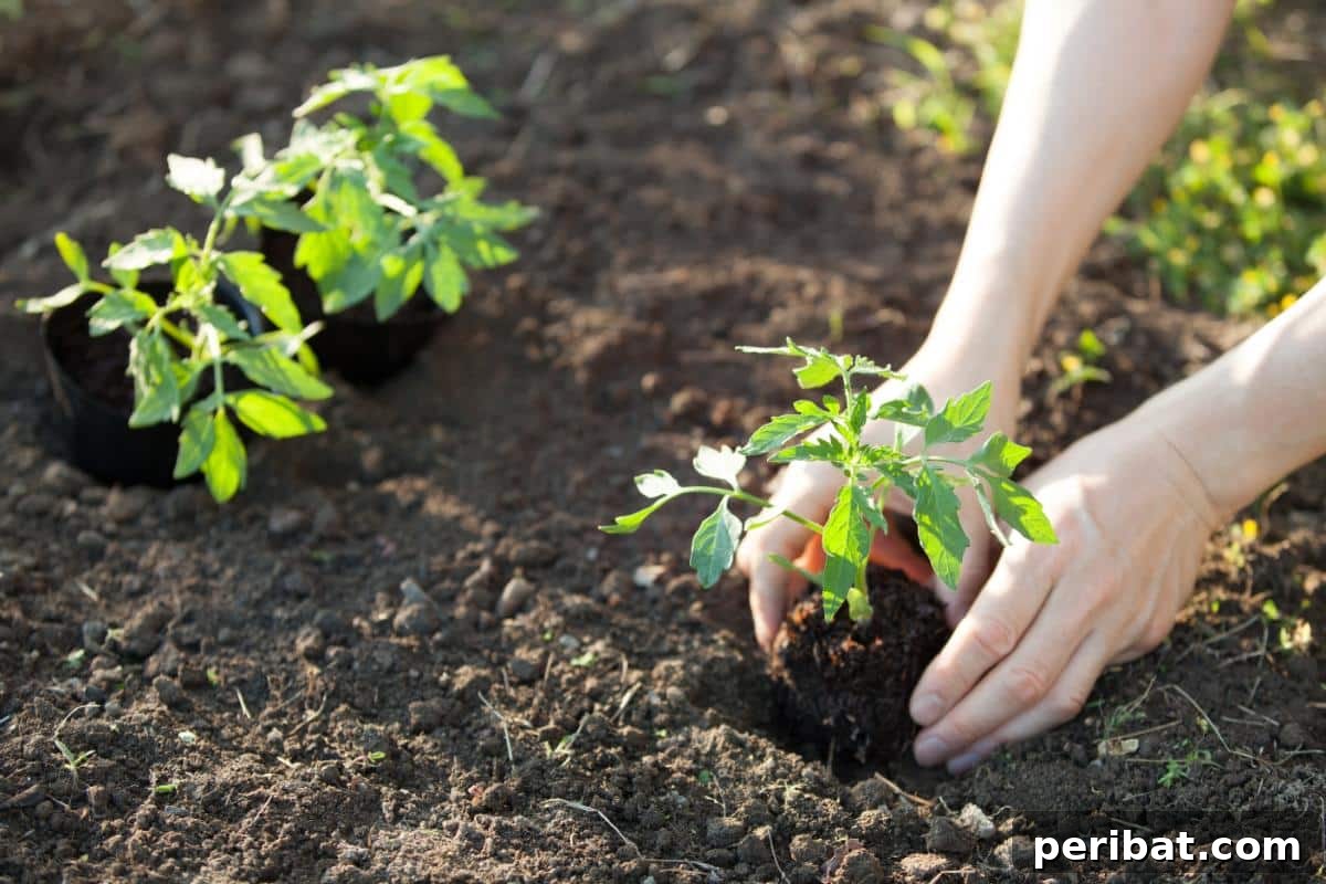 The 15 Biggest Tomato Gardening Errors Almost Everyone Commits 6 A gardener is planting a tomato transplant.