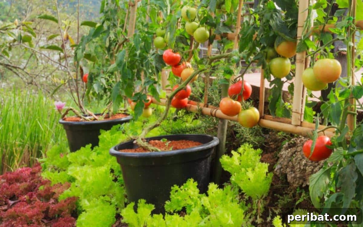 The 15 Biggest Tomato Gardening Errors Almost Everyone Commits 7 Tomato plants planted in buckets with lots of ripe tomatoes.