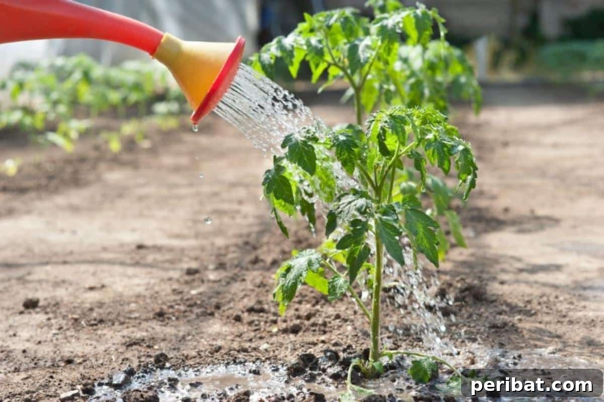 The 15 Biggest Tomato Gardening Errors Almost Everyone Commits 9 Watering plants from top incorrectly.