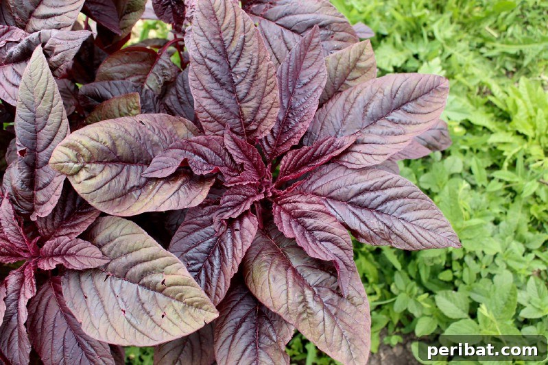 Amaranth flower.