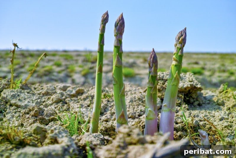 Asparagus growing in the spring.