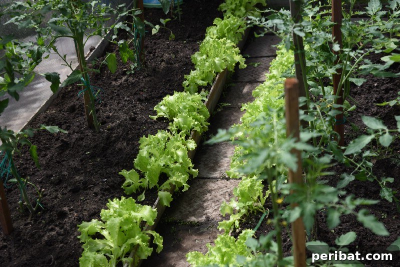 Lettuce grown under tomato plants.