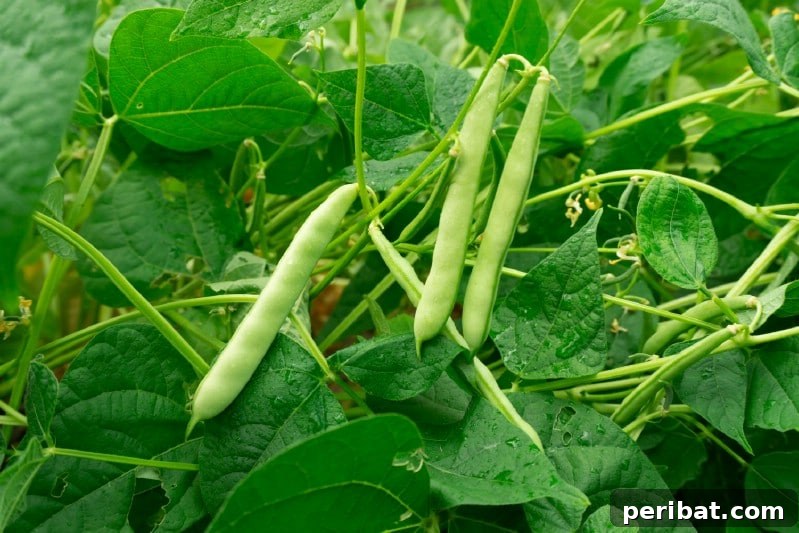 Beans to grow under tomato plants.