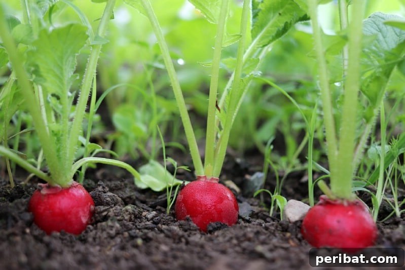 Radishes grown under tomato plants.