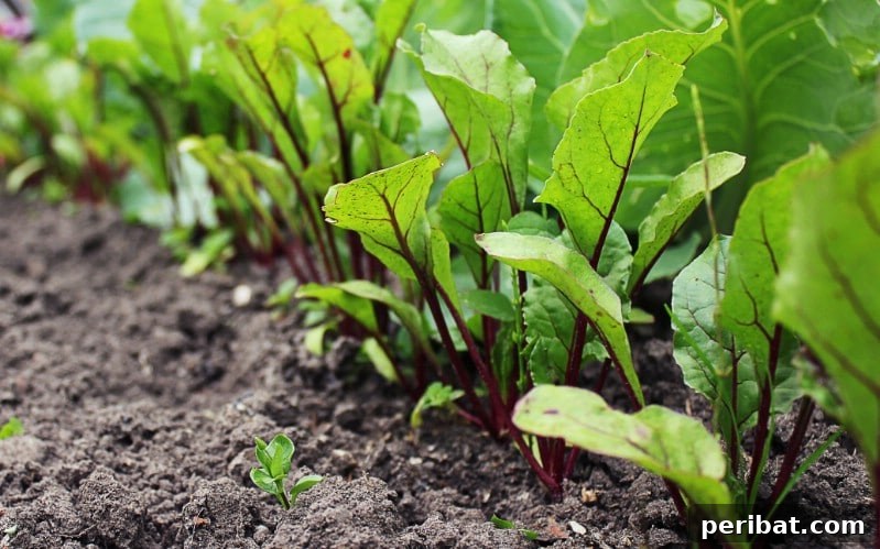 Beets intercrop with tomatoes.