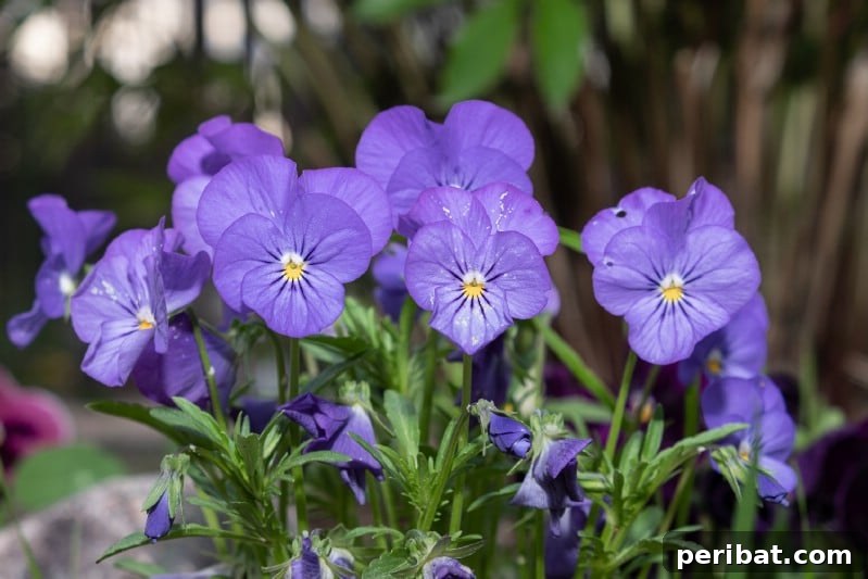 Violas grown under tomato plants.