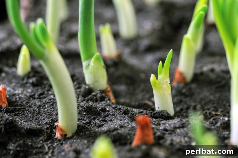Green onions grown under tomato plants.