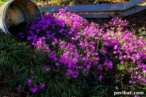 Cascading Flower Pot Art for Stunning Garden Decor 18 A half-barrel overflowing with earth and bright purple wildflowers, creating a simple, natural-looking garden display along a wooden fence.