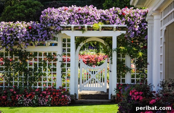A classic white picket trellis and gate, adorned with vibrant purple and pink climbing flowers and lush green vines