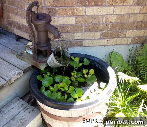 A small, rustic whiskey barrel repurposed into a charming mini lily pond, showcasing aquatic plants and calm water