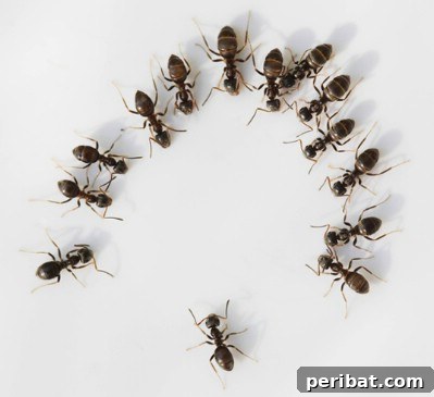 Unlocking 200 Coconut Oil Secrets That Will Transform Your World 13 Get rid of ants.