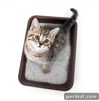 Unlocking 200 Coconut Oil Secrets That Will Transform Your World 15 Coat a kitty litter tray.