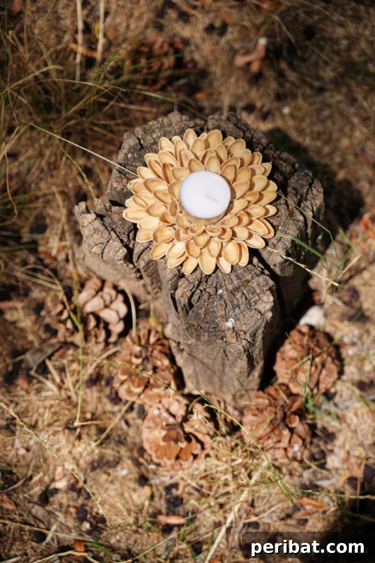 Artisanal Pistachio Shell Candle Holder 20 A pistachio shell candle holder sitting elegantly on a tree stump, making a charming gift