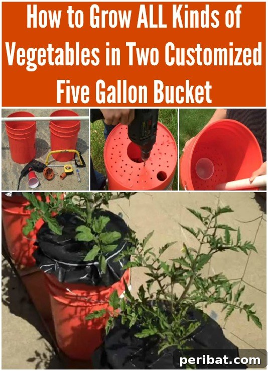 How to Grow ALL Kinds of Vegetables in Two Customized Five Gallon Buckets 
