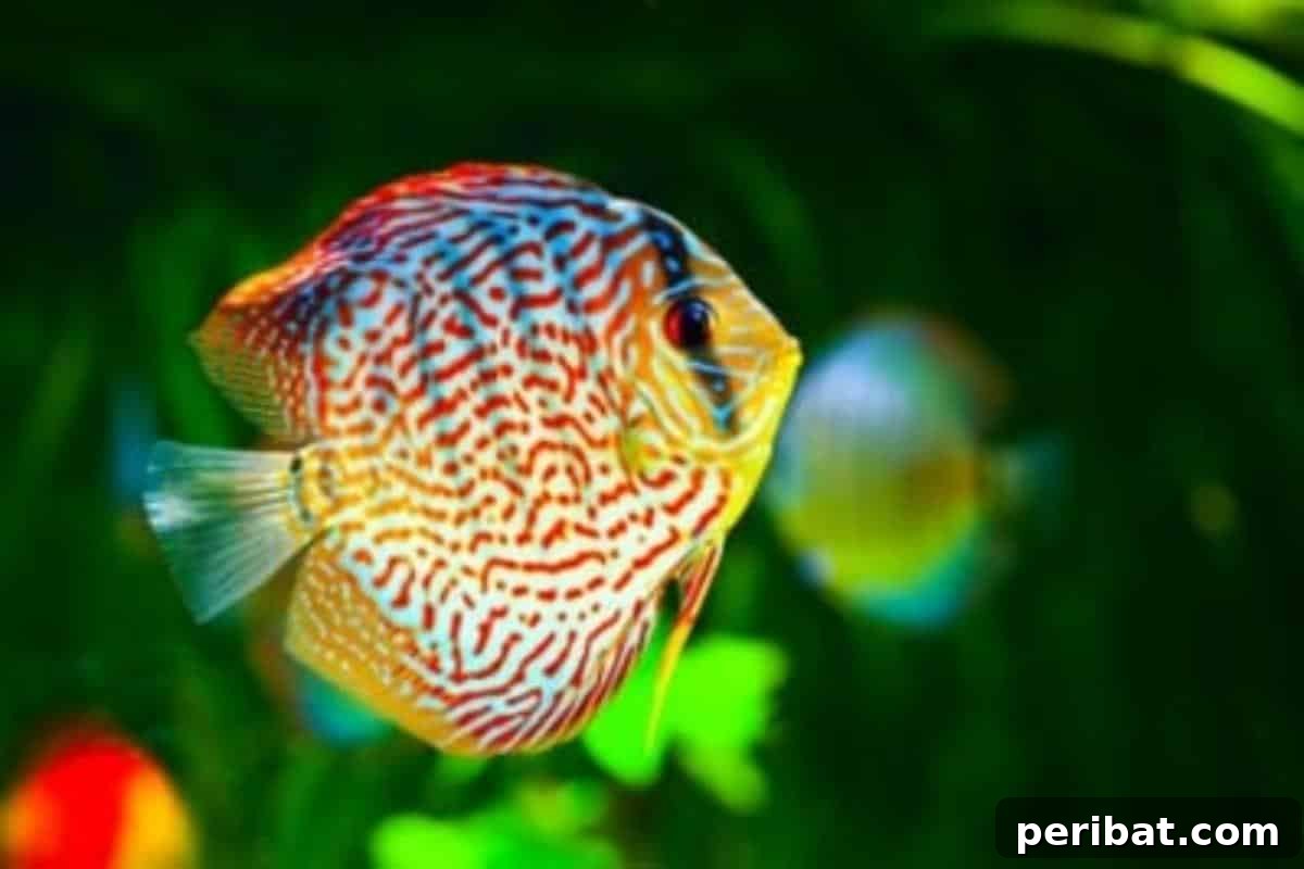 51 Genius Hydrogen Peroxide Hacks 52 A fish in an aquarium