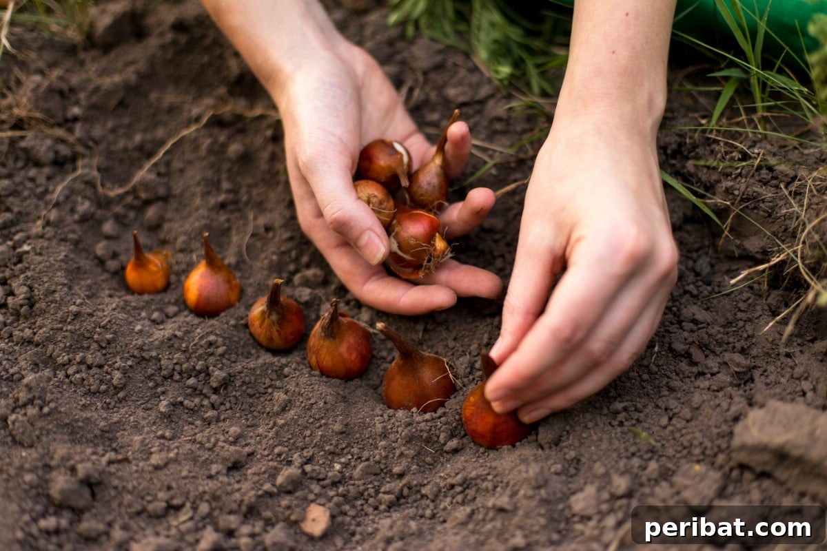 Planting tulip bulbs.