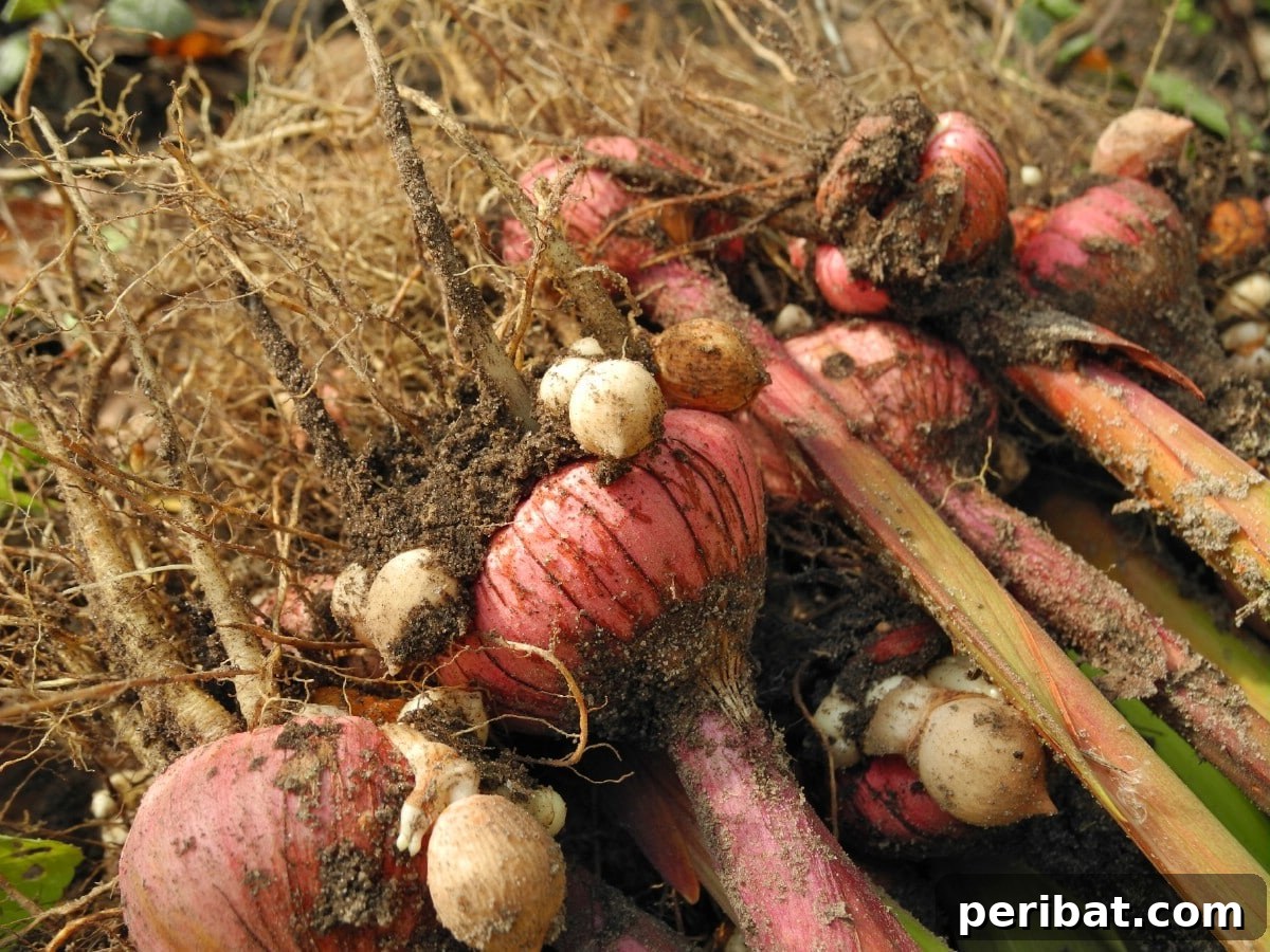 Bulbs ready to be prepared for the winter.
