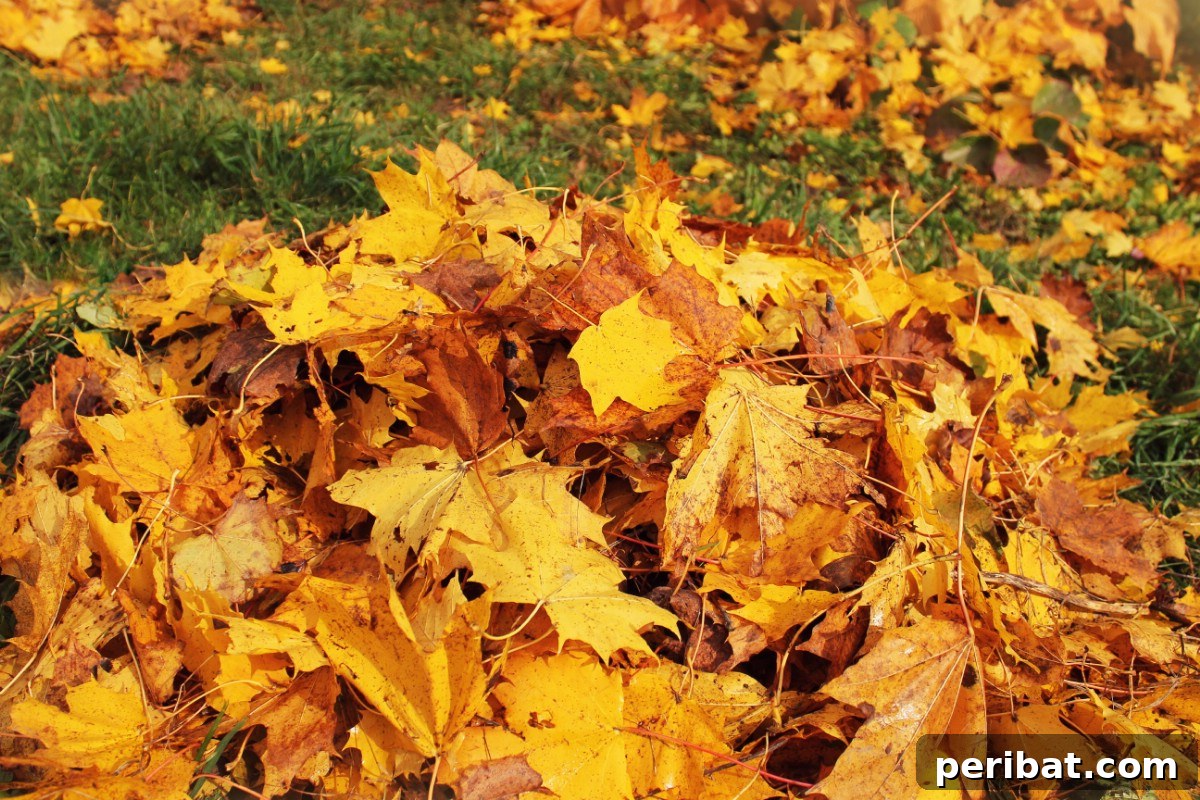 Leaves collected in the backyard.