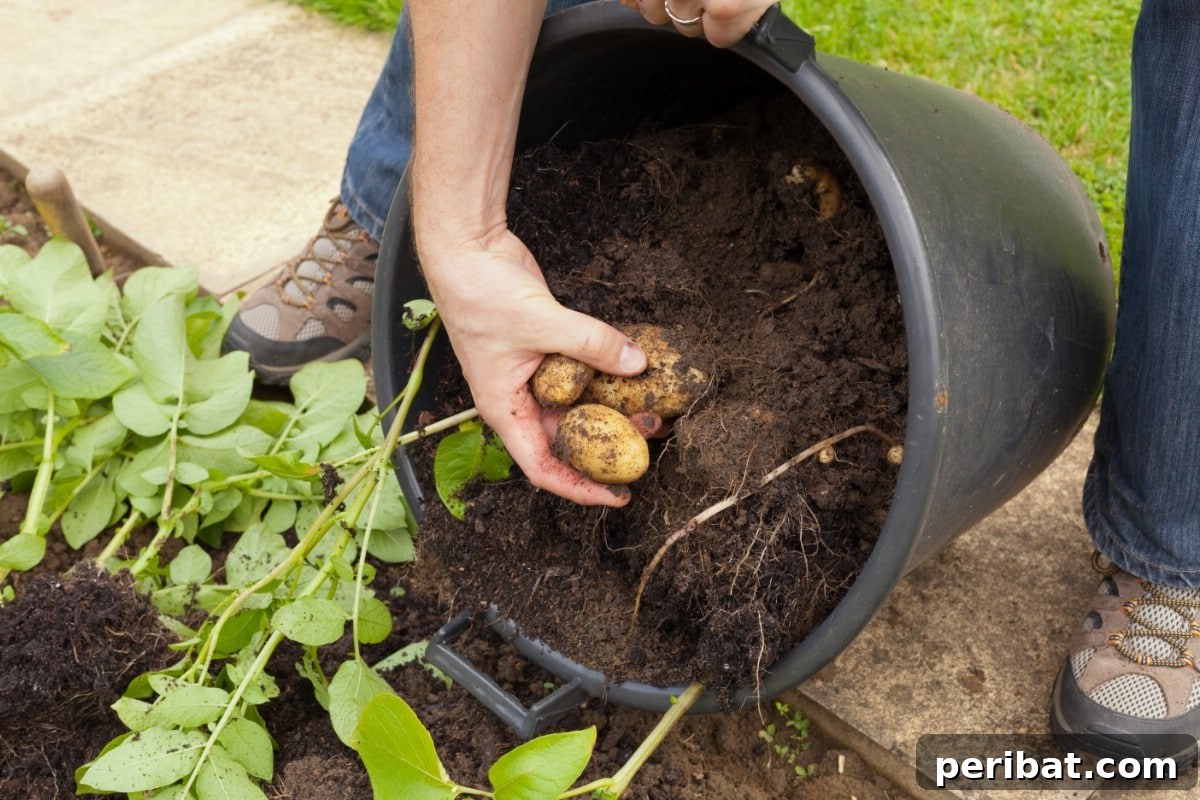 Potato container.