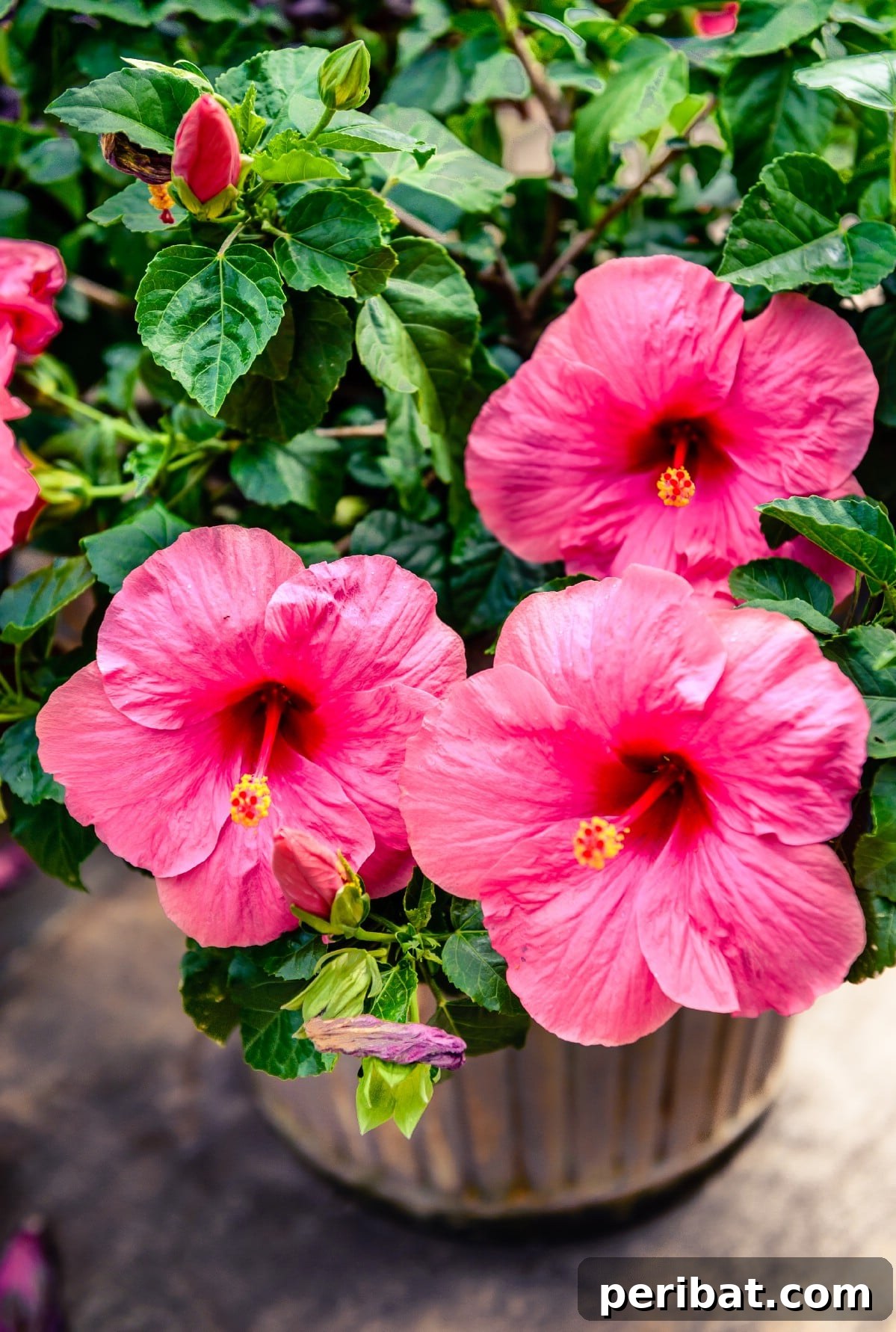 Hibiscus flowers in a pot.