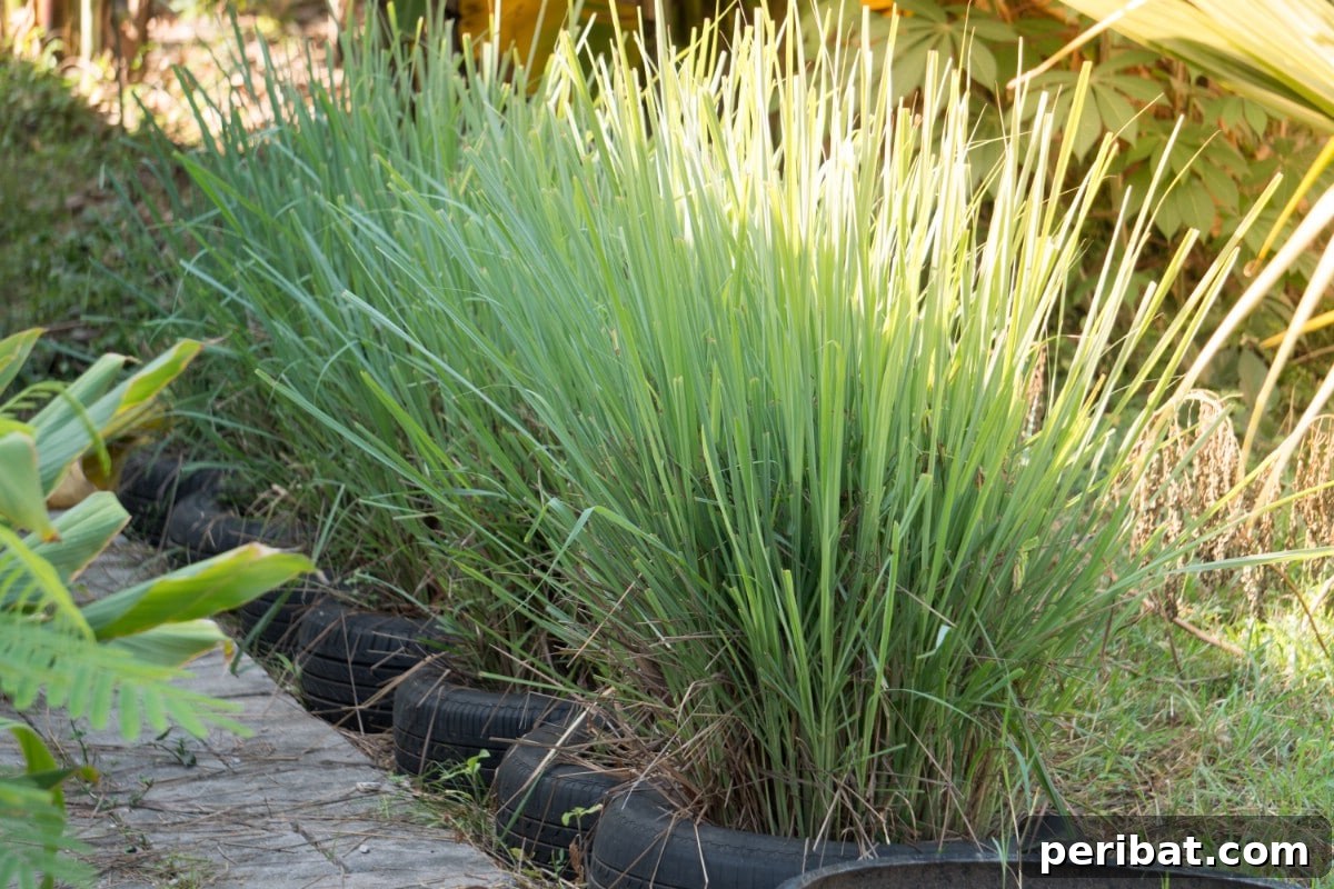 Lemongrass tire planters