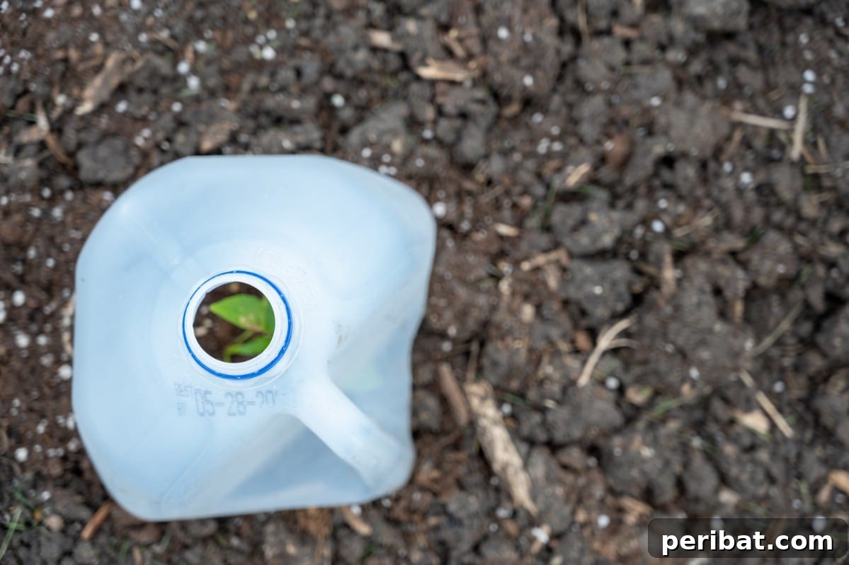 Milk jug garden seedling protecter.