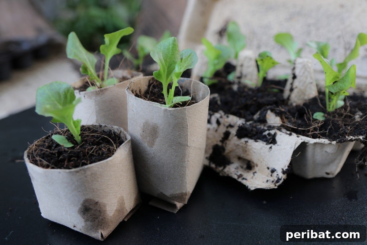 Toilet paper seed starters.