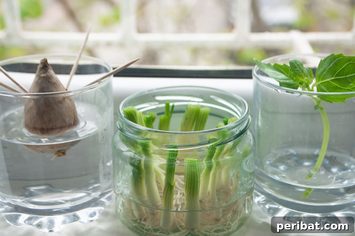 Regrow foods in empty jars.