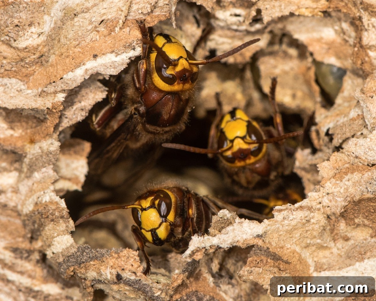 13 Versatile Uses for Diatomaceous Earth in Your Garden 11 A close-up view of several hornets in their nest, showcasing their intricate structure.