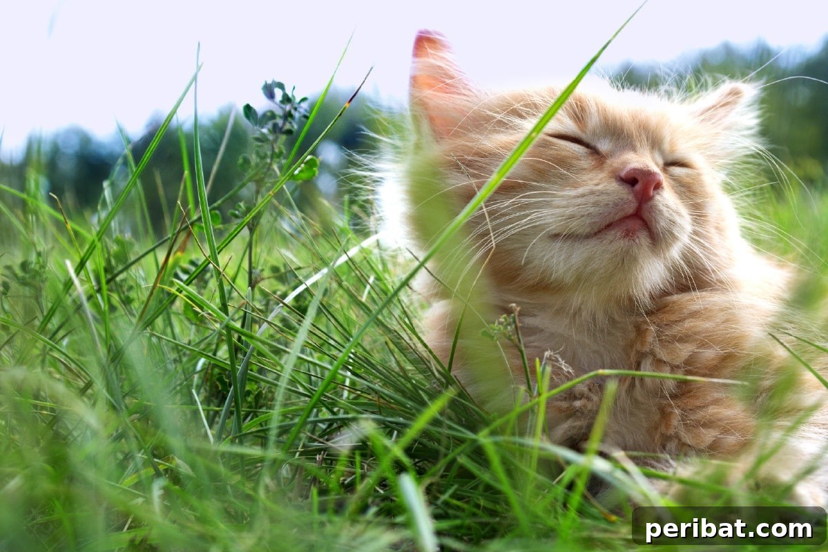 13 Versatile Uses for Diatomaceous Earth in Your Garden 12 A cute kitten nestled in lush green grass, enjoying the garden environment.