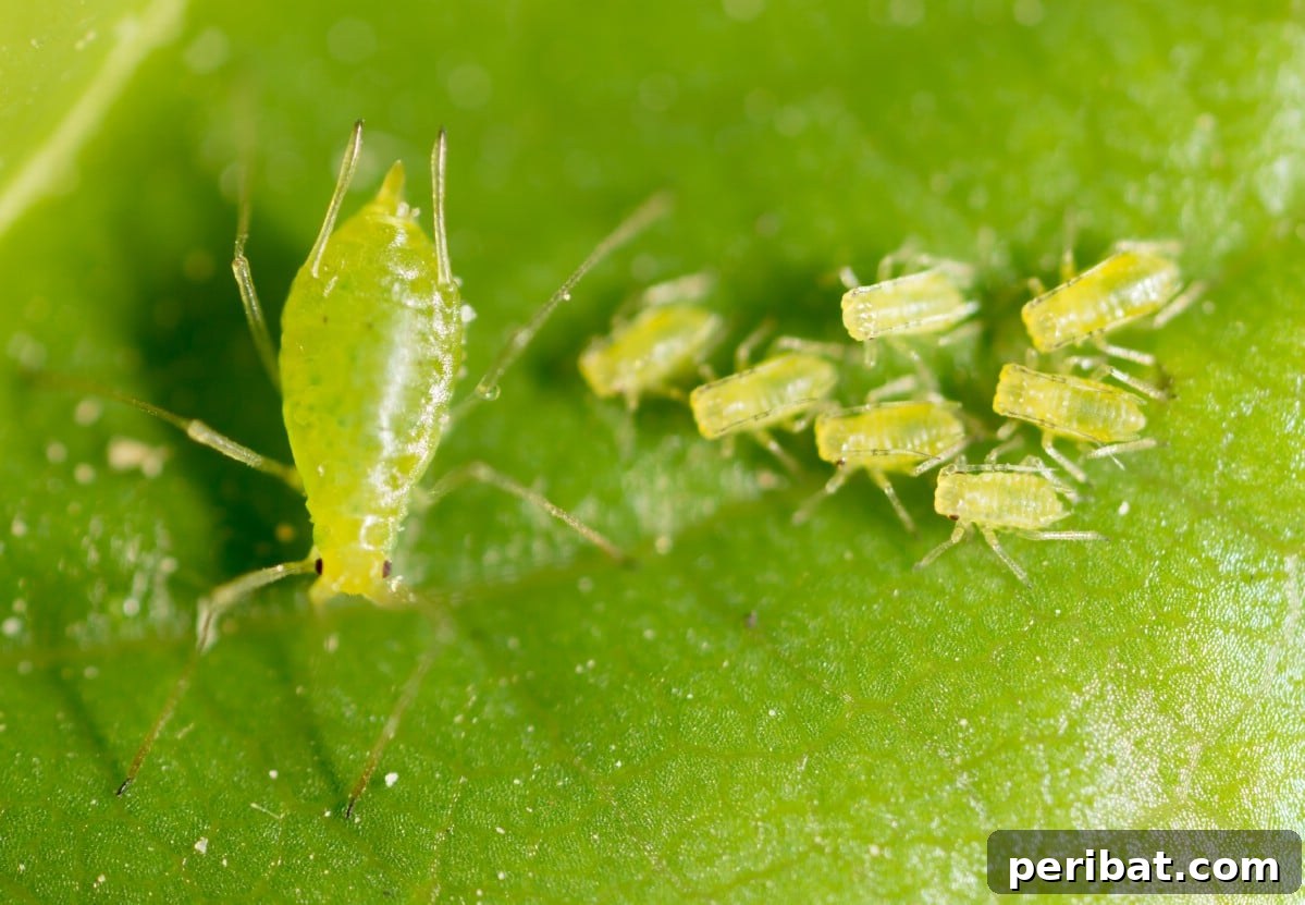 13 Versatile Uses for Diatomaceous Earth in Your Garden 3 Close-up of a cluster of aphids on a vibrant green leaf, illustrating a common garden pest problem.