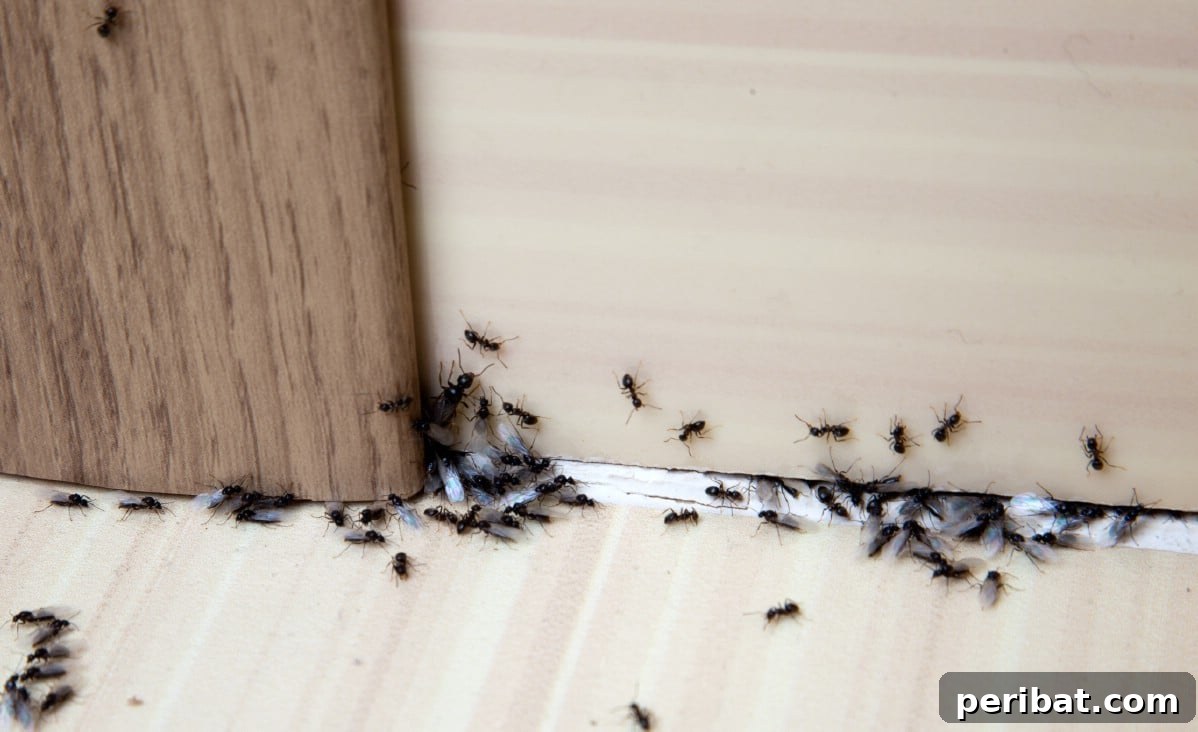 13 Versatile Uses for Diatomaceous Earth in Your Garden 9 A stream of ants crawling under a door frame, suggesting an invasion of a home or garden structure.