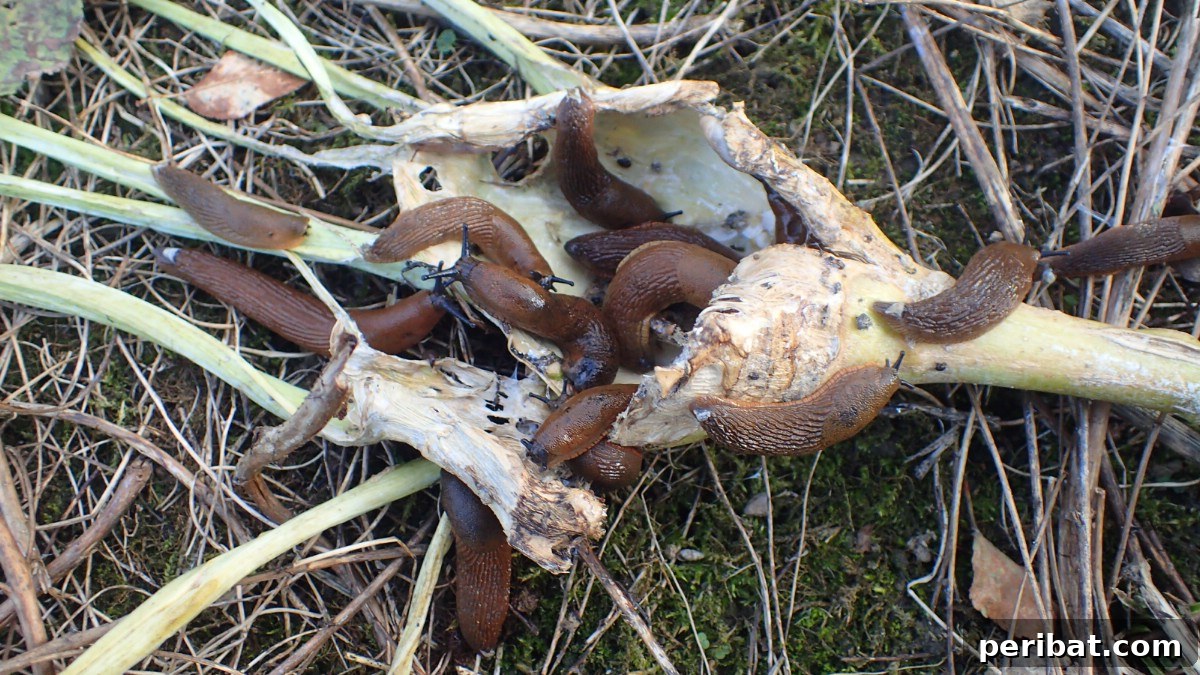 13 Versatile Uses for Diatomaceous Earth in Your Garden 10 Slugs actively feeding on a kohlrabi plant in a garden, illustrating common garden damage.