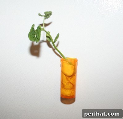 Boş İlaç Şişelerini Değerlendirmek İçin 30 Harika Fikir 29 Pill Bottle Grow Magnet Plant Experiment