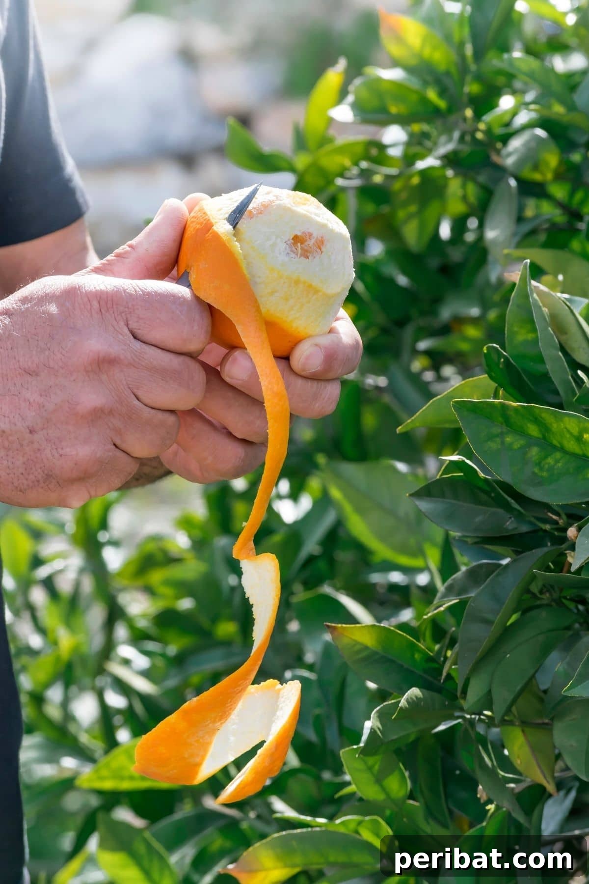 Person peeling oranges for garden use