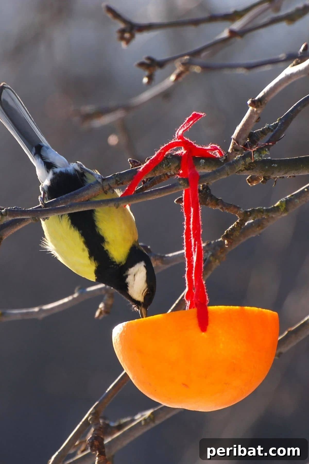 Handmade bird feeder crafted from an orange peel