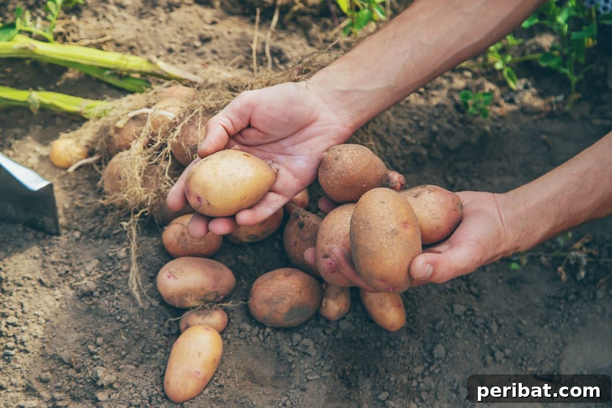 Unearth Success: 15 Root Vegetables Perfect for Container Gardens 11 A gardener unearthing a rich harvest of potatoes from loose soil, showcasing fresh produce.