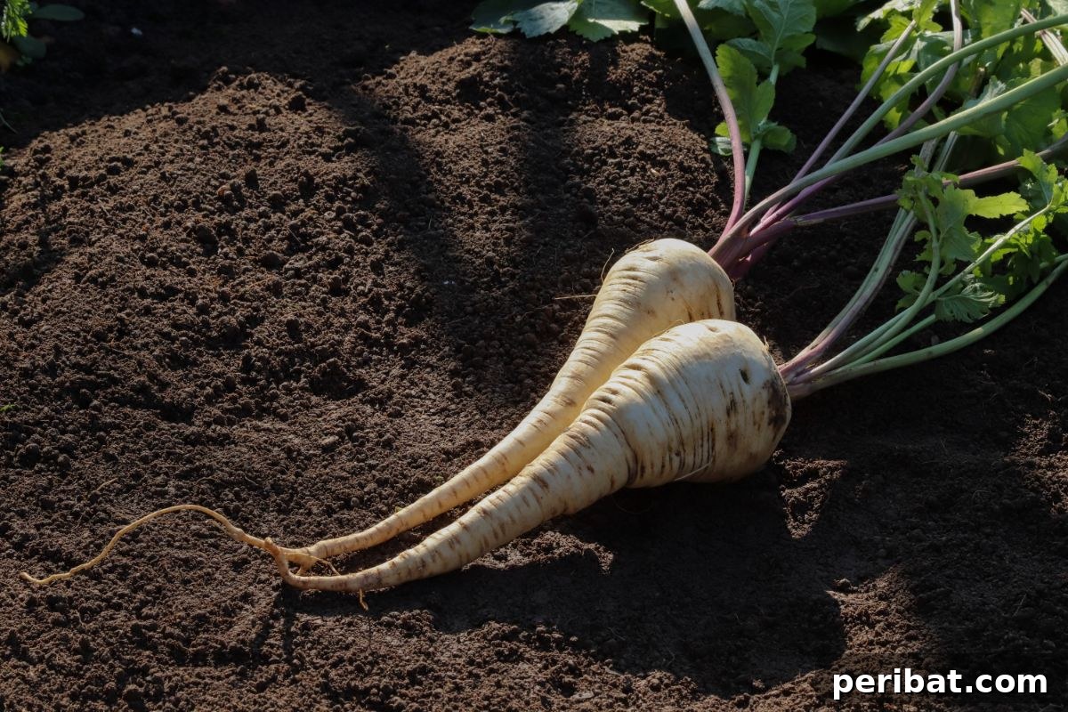 Unearth Success: 15 Root Vegetables Perfect for Container Gardens 12 A pile of freshly harvested parsnips with their creamy white skin and characteristic shape.
