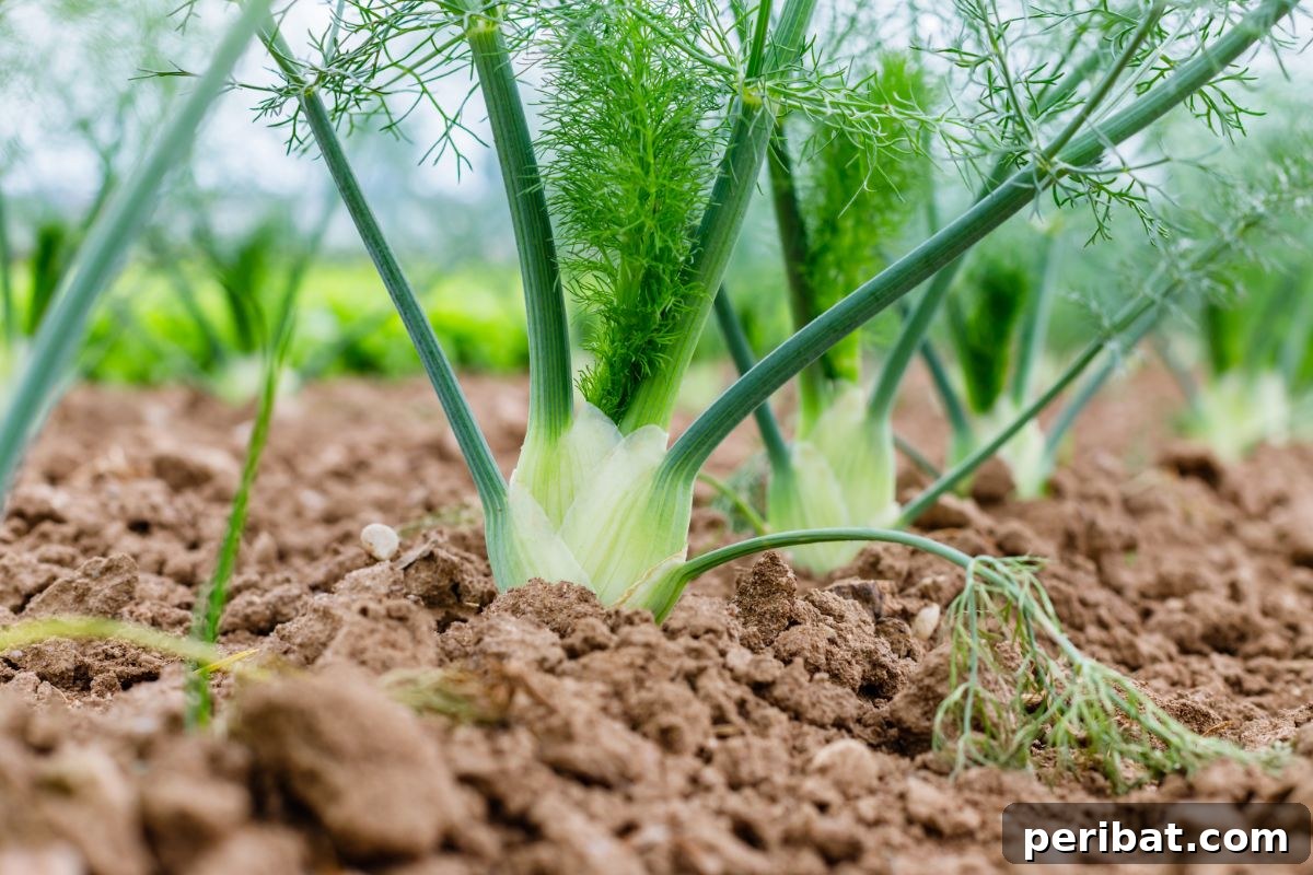 Unearth Success: 15 Root Vegetables Perfect for Container Gardens 13 A fully grown fennel plant with a prominent bulb and feathery green fronds in garden soil.