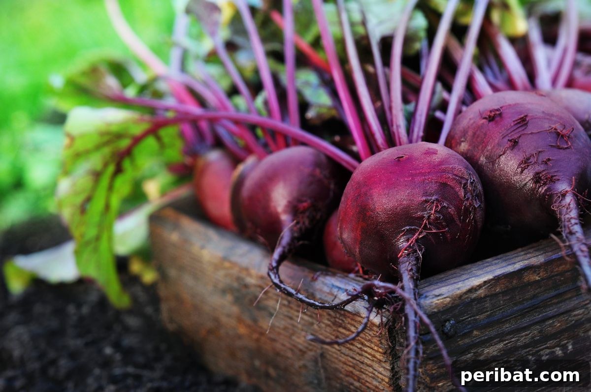 Unearth Success: 15 Root Vegetables Perfect for Container Gardens 14 A handful of freshly harvested beets with their deep red roots and green leafy tops.