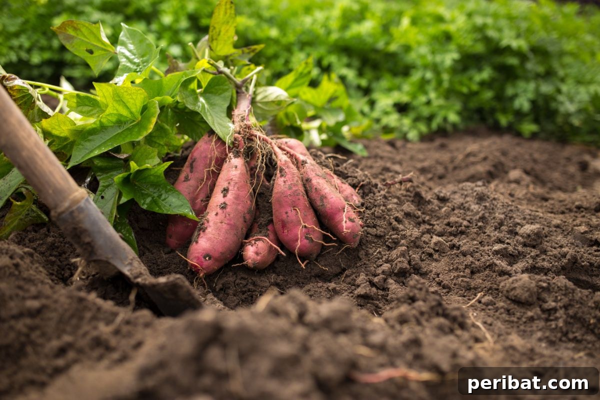 Unearth Success: 15 Root Vegetables Perfect for Container Gardens 15 A gardener's hands sifting through soil to uncover large, orange sweet potatoes.