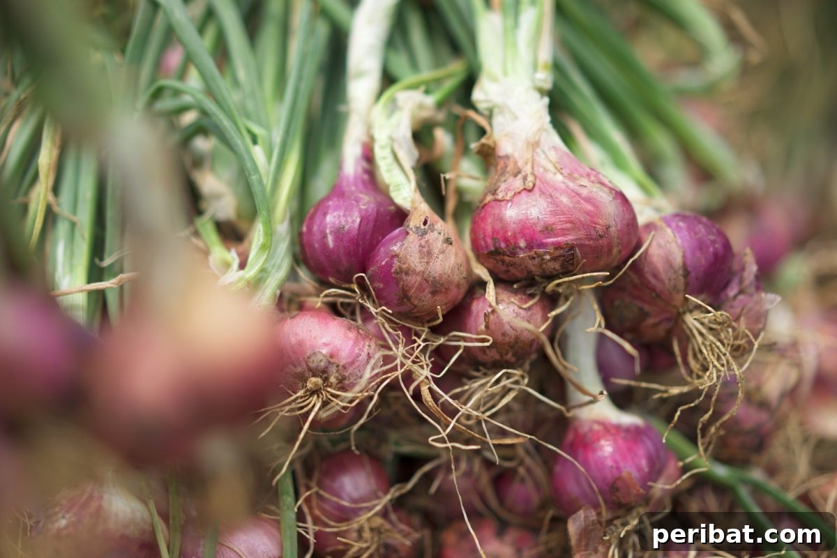Unearth Success: 15 Root Vegetables Perfect for Container Gardens 16 A harvest of freshly dug shallots and various sizes of onions, demonstrating diversity.
