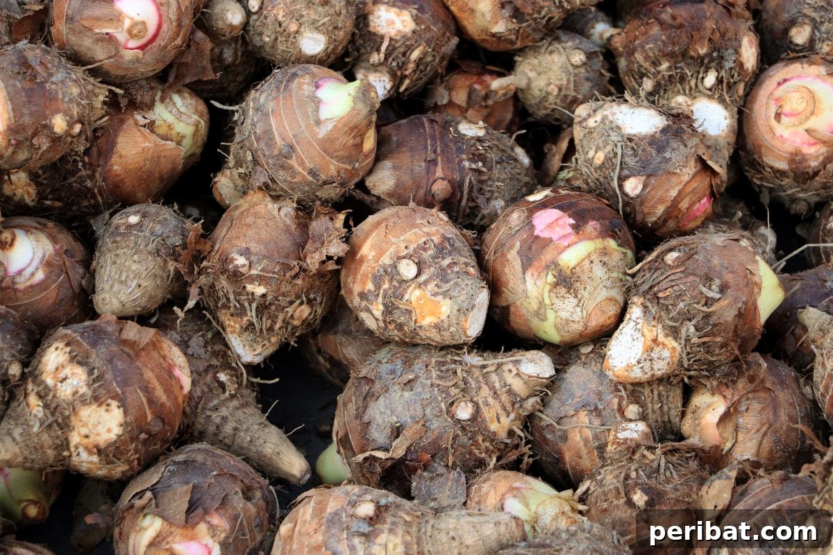 Unearth Success: 15 Root Vegetables Perfect for Container Gardens 17 A cluster of freshly harvested taro roots, showcasing their starchy texture.